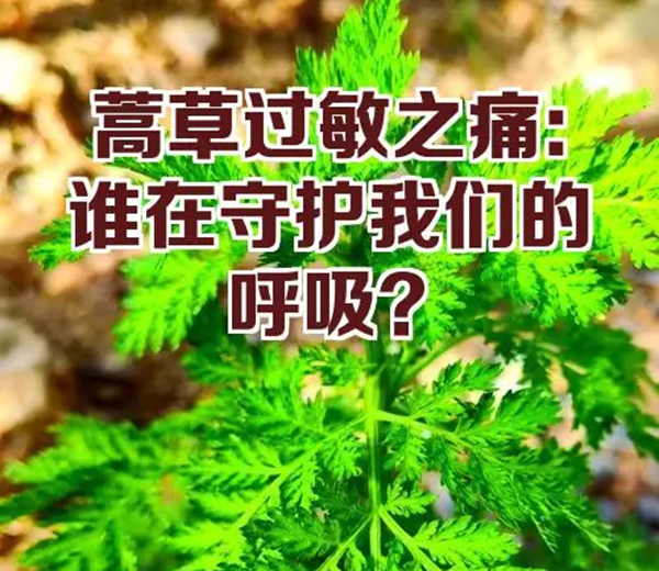 你知道吗？蒿草才是北方人的鼻炎 "元凶"！